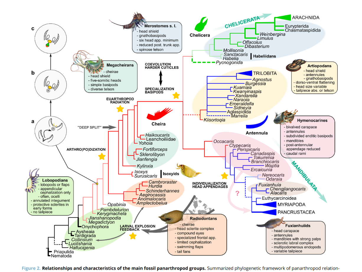 arthropod phylogeny