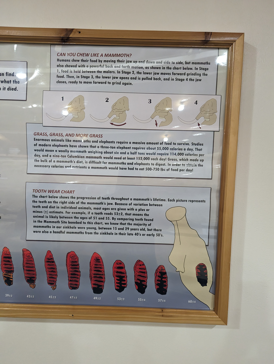 mammoth molar wear