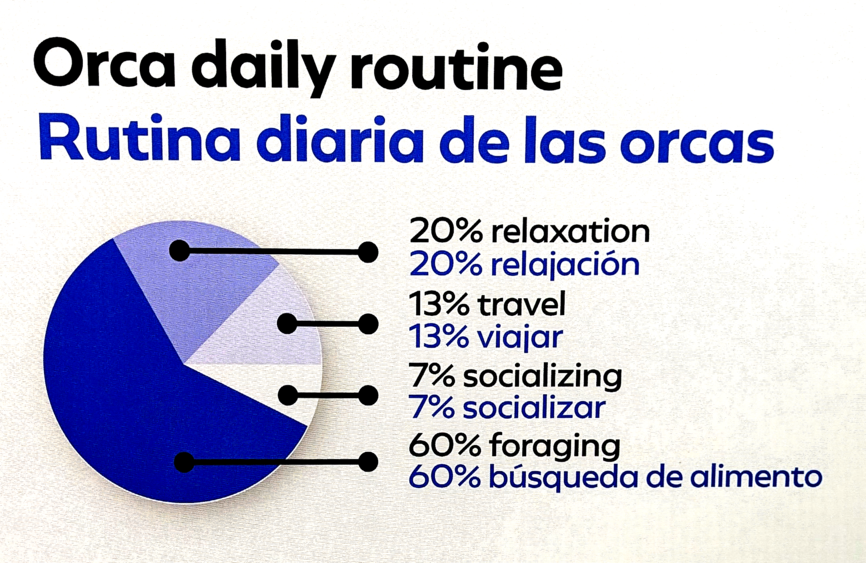 How orcas spend their time pie chart