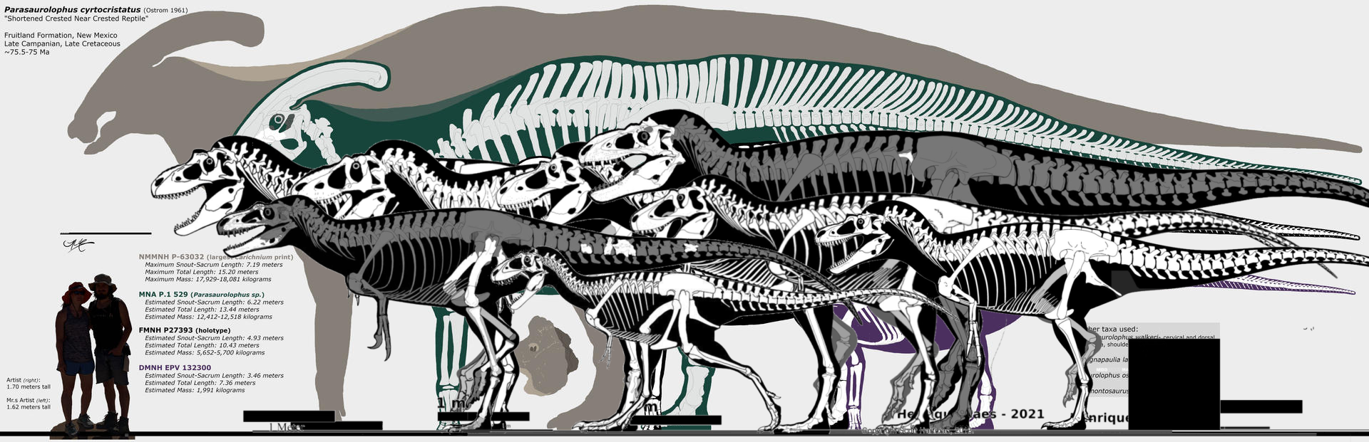 parasaurolophus size indication