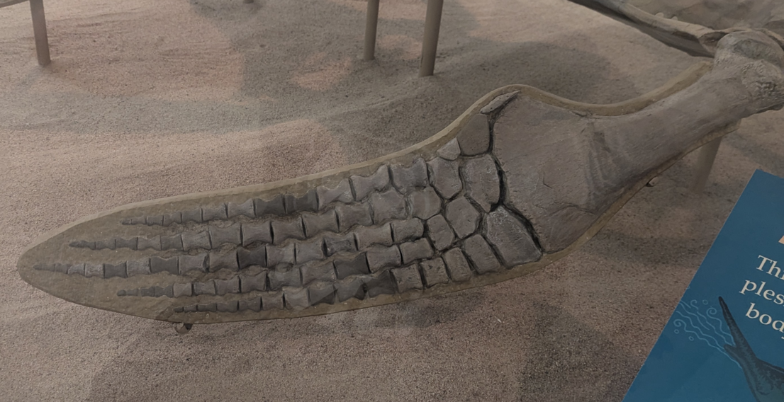 front paddle of small mounted plesiosaur